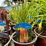 Fakľovka (Kniphofia) ´TIMOTHY´, kont. C1.5L